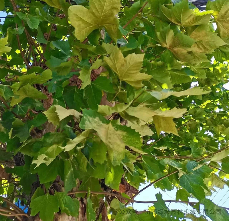 DƬ