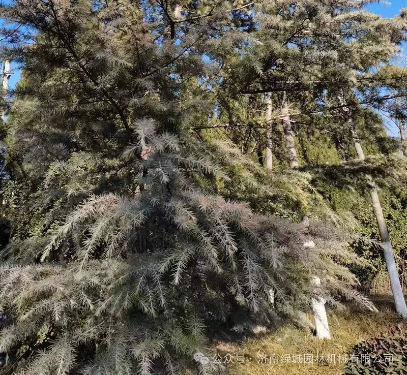 DƬ