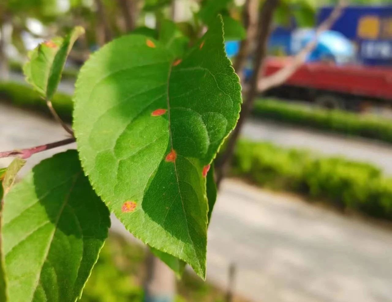 圖片